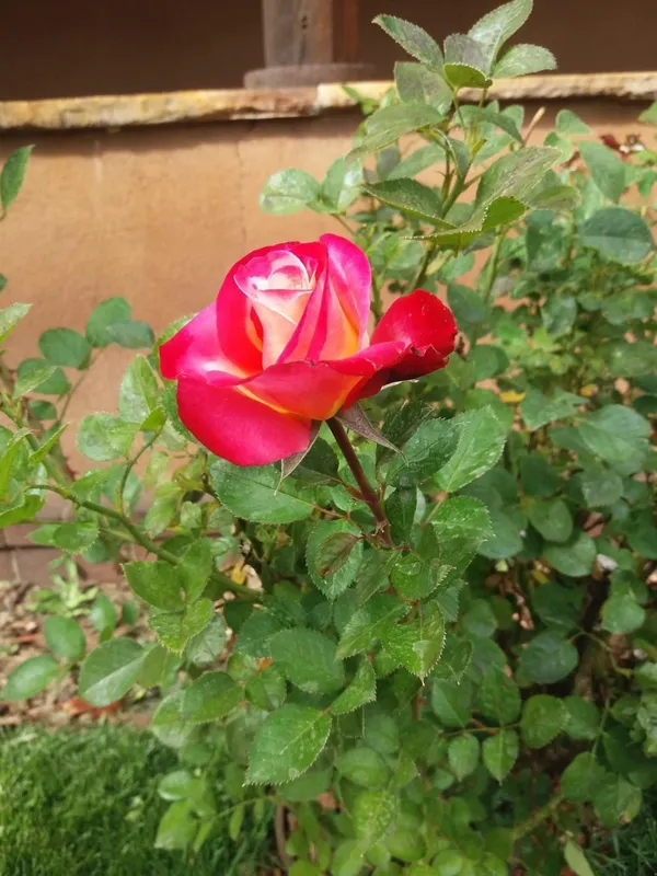 Attractive_Bicolor_Rose_Flowering_Plant_&_Tree_(1.5-3.5_Ft_Height)_For_Home_Garden,_Pack_Of_1