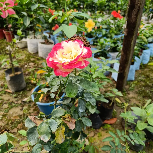 Attractive_Bicolor_Rose_Flowering_Plant_&_Tree_(1.5-3.5_Ft_Height)_For_Home_Garden,_Pack_Of_1