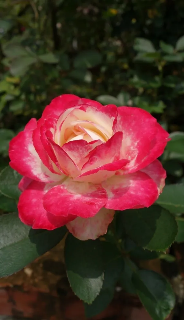 Attractive_Bicolor_Rose_Flowering_Plant_&_Tree_(1.5-3.5_Ft_Height)_For_Home_Garden,_Pack_Of_1