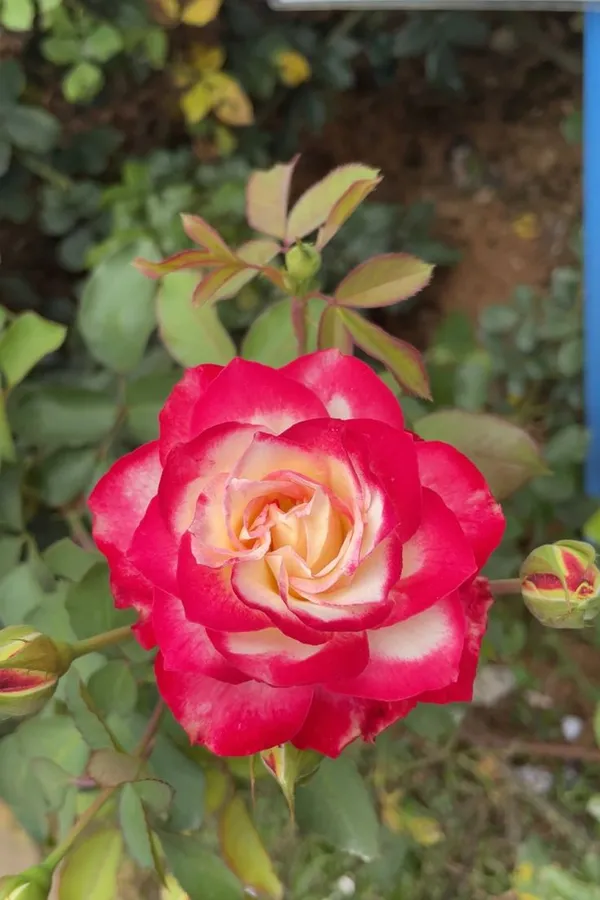 Attractive_Bicolor_Rose_Flowering_Plant_&_Tree_(1.5-3.5_Ft_Height)_For_Home_Garden,_Pack_Of_1