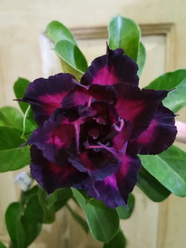 Adenium_(Purple_&_Black)_Grafted_Flower_Plant_(Hybrid,_Pack_Of_1)