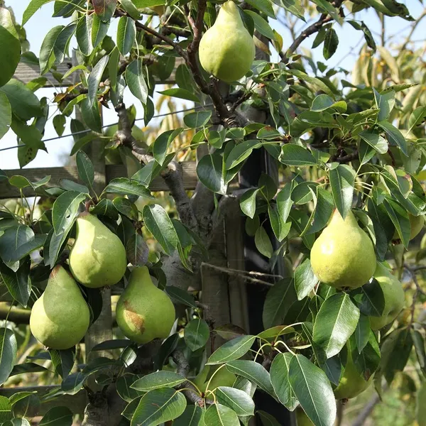 Giant_Naspati/Pear_Fruit_Plant_&_Tree_(1.5-3.5_Ft_Height)_For_Home_Garden_Well_Watered_Pear_Plant_Age_1.5_Years_(Hybrid,_Pack_Of_1)