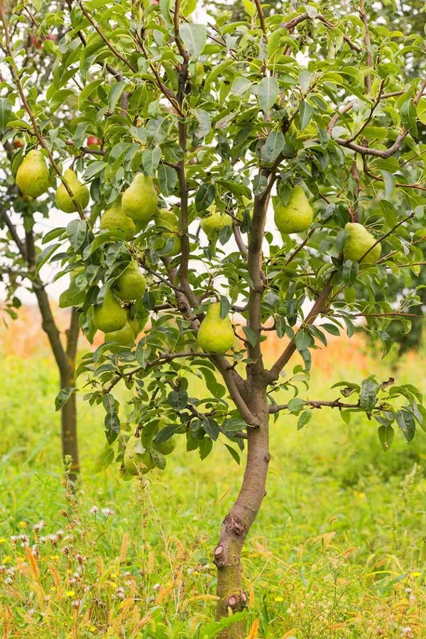 Giant_Naspati/Pear_Fruit_Plant_&_Tree_(1.5-3.5_Ft_Height)_For_Home_Garden_Well_Watered_Pear_Plant_Age_1.5_Years_(Hybrid,_Pack_Of_1)