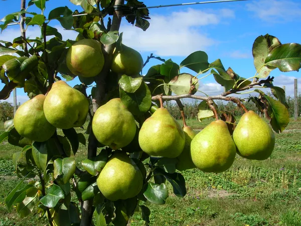 Giant_Naspati/Pear_Fruit_Plant_&_Tree_(1.5-3.5_Ft_Height)_For_Home_Garden_Well_Watered_Pear_Plant_Age_1.5_Years_(Hybrid,_Pack_Of_1)