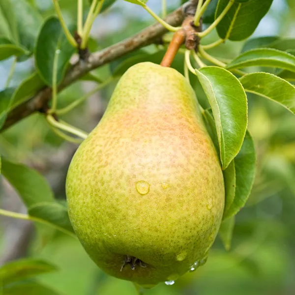Giant_Naspati/Pear_Fruit_Plant_&_Tree_(1.5-3.5_Ft_Height)_For_Home_Garden_Well_Watered_Pear_Plant_Age_1.5_Years_(Hybrid,_Pack_Of_1)