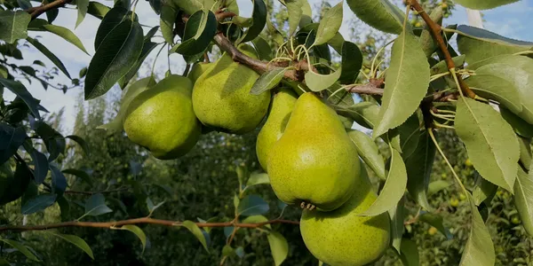 Giant_Naspati/Pear_Fruit_Plant_&_Tree_(1.5-3.5_Ft_Height)_For_Home_Garden_Well_Watered_Pear_Plant_Age_1.5_Years_(Hybrid,_Pack_Of_1)