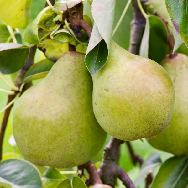 Giant_Naspati/Pear_Fruit_Plant_&_Tree_(1.5-3.5_Ft_Height)_For_Home_Garden_Well_Watered_Pear_Plant_Age_1.5_Years_(Hybrid,_Pack_Of_1)