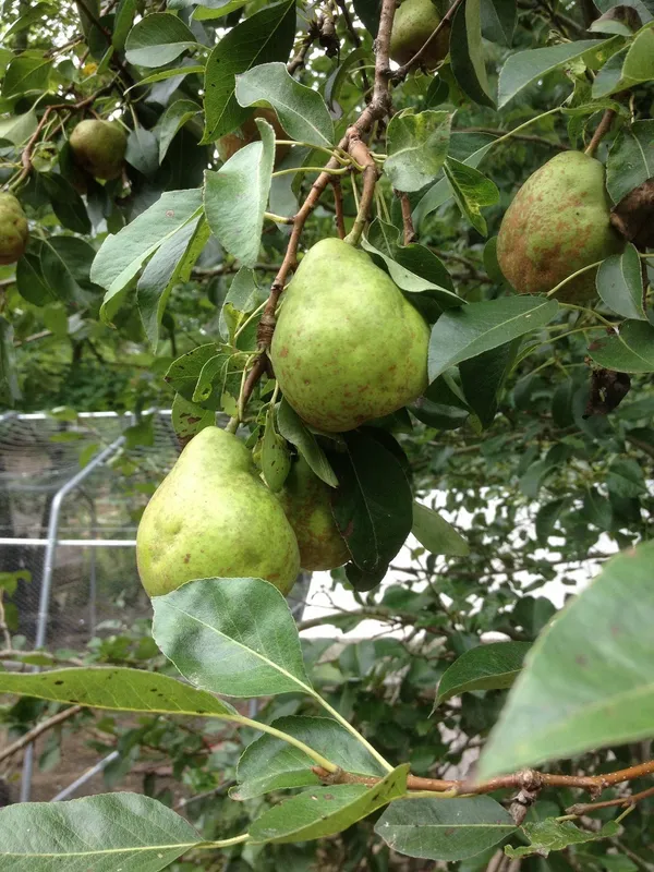 Giant_Naspati/Pear_Fruit_Plant_&_Tree_(1.5-3.5_Ft_Height)_For_Home_Garden_Well_Watered_Pear_Plant_Age_1.5_Years_(Hybrid,_Pack_Of_1)