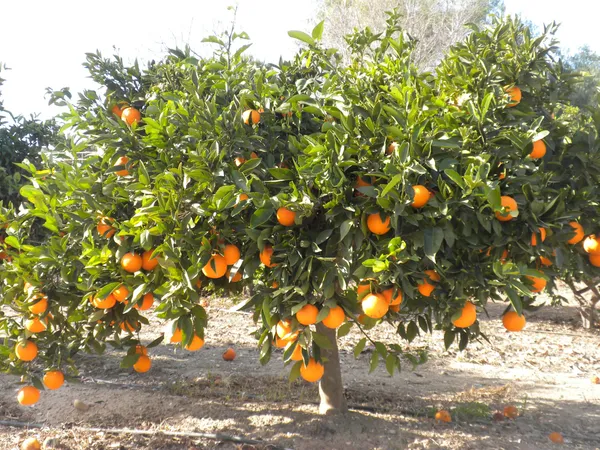 Golden_Mosambi_Plant_&_Tree_For_Home_Garden_(1.5-3.5_Ft_Height)_For_Home_Garden_Well_Watered_Mosambi_Hybrid_Fruit_Plant_(Pack_Of_1)