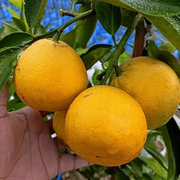 Golden_Mosambi_Plant_&_Tree_For_Home_Garden_(1.5-3.5_Ft_Height)_For_Home_Garden_Well_Watered_Mosambi_Hybrid_Fruit_Plant_(Pack_Of_1)