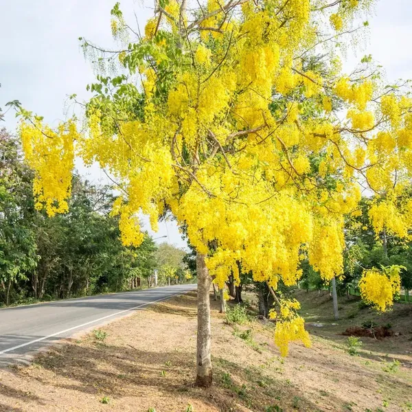 Golden_Shower/Amaltas_Attractive_Flower_Plant_&_Tree_(1.5-3.5_Ft_Height)_Pack_Of_1