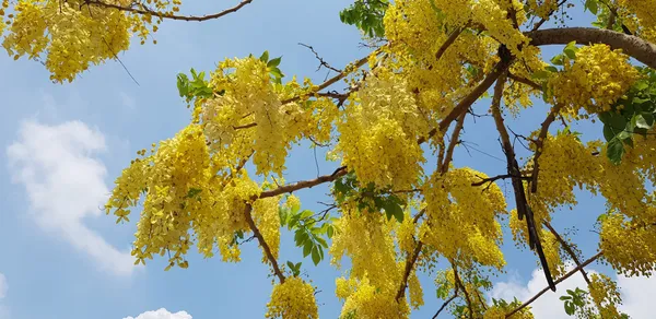 Golden_Shower/Amaltas_Attractive_Flower_Plant_&_Tree_(1.5-3.5_Ft_Height)_Pack_Of_1