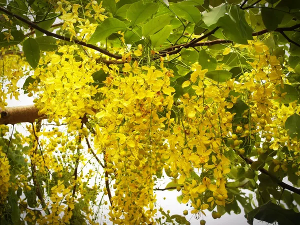 Golden_Shower/Amaltas_Attractive_Flower_Plant_&_Tree_(1.5-3.5_Ft_Height)_Pack_Of_1