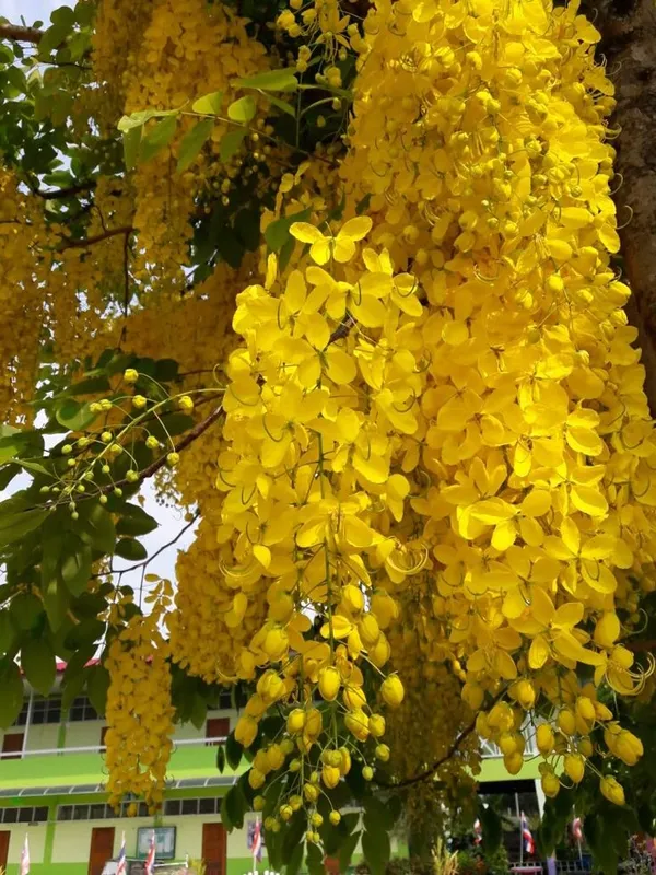 Golden_Shower/Amaltas_Attractive_Flower_Plant_&_Tree_(1.5-3.5_Ft_Height)_Pack_Of_1