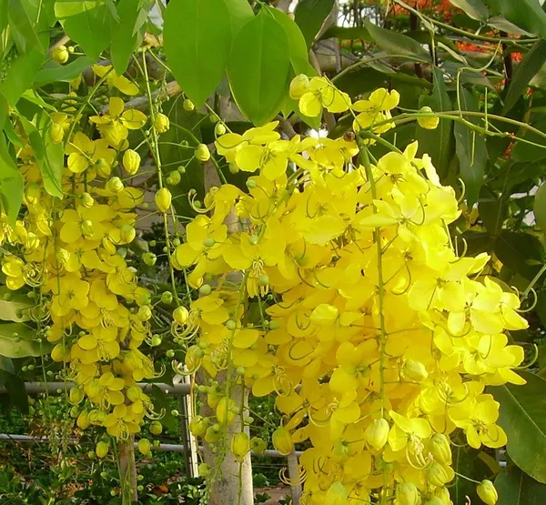 Golden_Shower/Amaltas_Attractive_Flower_Plant_&_Tree_(1.5-3.5_Ft_Height)_Pack_Of_1