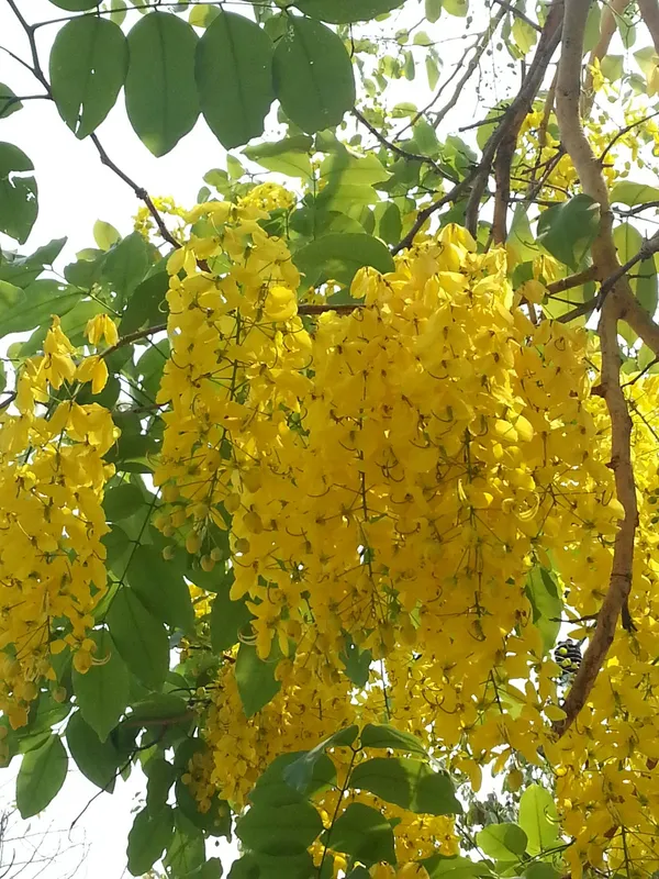 Golden_Shower/Amaltas_Attractive_Flower_Plant_&_Tree_(1.5-3.5_Ft_Height)_Pack_Of_1