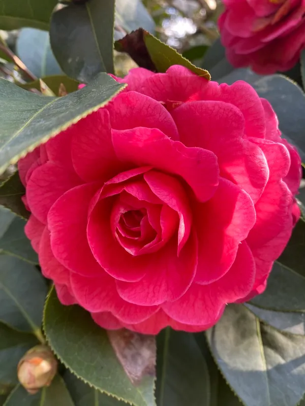 Gorgeous_Dark_Red_Camellia_Flowering_Plant_&_Tree_(1.5-3.5_Ft_Height)_For_Your_Sweet_Home_Garden,_Pack_Of_1
