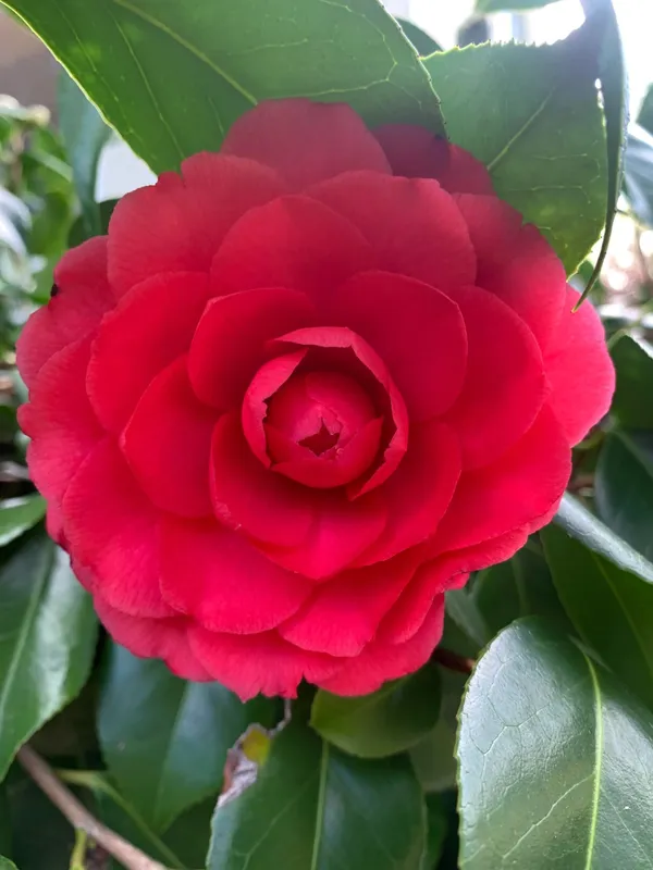 Gorgeous_Dark_Red_Camellia_Flowering_Plant_&_Tree_(1.5-3.5_Ft_Height)_For_Your_Sweet_Home_Garden,_Pack_Of_1