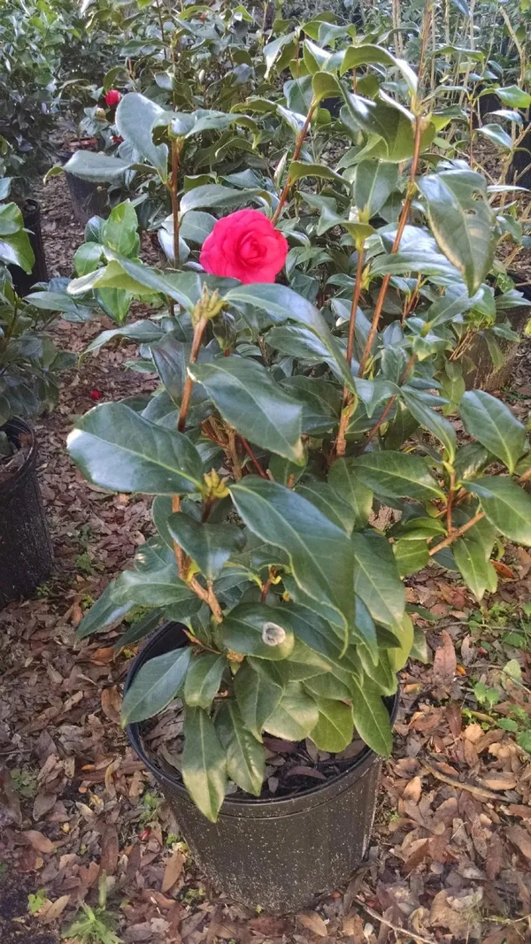 Gorgeous_Dark_Red_Camellia_Flowering_Plant_&_Tree_(1.5-3.5_Ft_Height)_For_Your_Sweet_Home_Garden,_Pack_Of_1