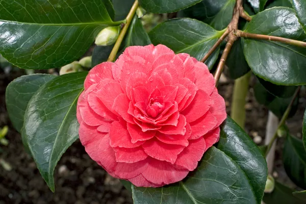 Gorgeous_Dark_Red_Camellia_Flowering_Plant_&_Tree_(1.5-3.5_Ft_Height)_For_Your_Sweet_Home_Garden,_Pack_Of_1