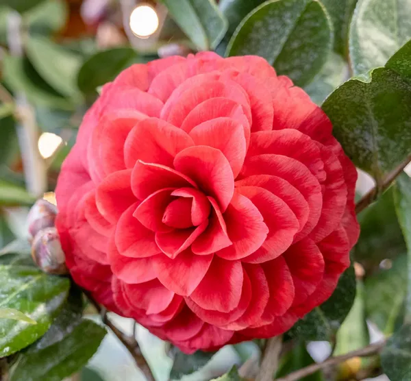 Gorgeous_Dark_Red_Camellia_Flowering_Plant_&_Tree_(1.5-3.5_Ft_Height)_For_Your_Sweet_Home_Garden,_Pack_Of_1