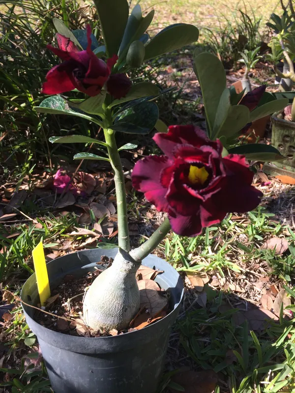 Gorgeous_Maroon_Adenium_Double_Petal_Flower_Plant_For_Your_Indoor/Outdoor_Decor_&_Gardening_(Pack_Of_1)