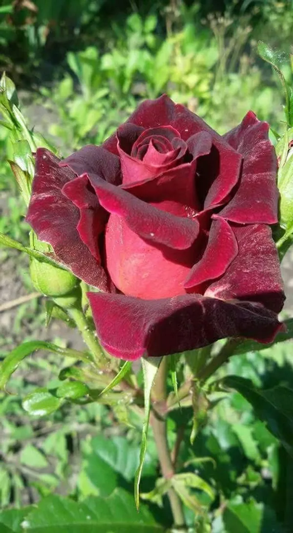 Gorgeous_Maroon_Rose_Fast-Growing_Plant_(1.5-3.5_Ft_Height)_Premium_Nursery-Grown_Plant_for_Home_&_Garden