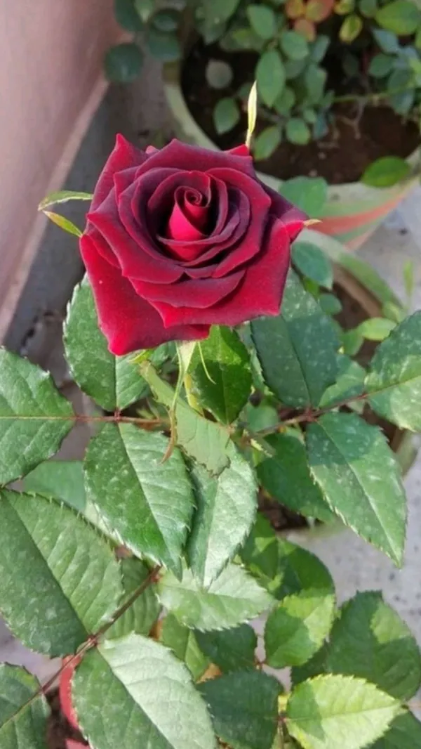 Gorgeous_Maroon_Rose_Fast-Growing_Plant_(1.5-3.5_Ft_Height)_Premium_Nursery-Grown_Plant_for_Home_&_Garden