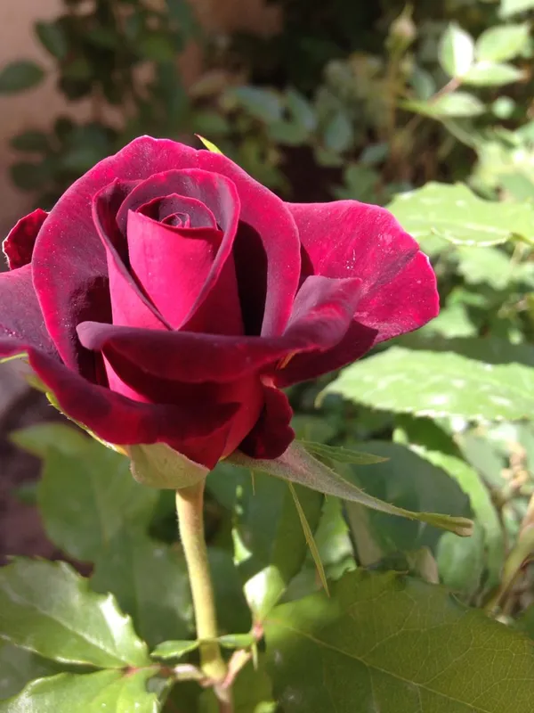 Gorgeous_Maroon_Rose_Fast-Growing_Plant_(1.5-3.5_Ft_Height)_Premium_Nursery-Grown_Plant_for_Home_&_Garden