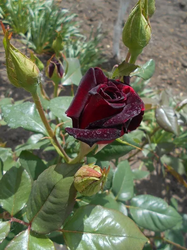Gorgeous_Maroon_Rose_Fast-Growing_Plant_(1.5-3.5_Ft_Height)_Premium_Nursery-Grown_Plant_for_Home_&_Garden