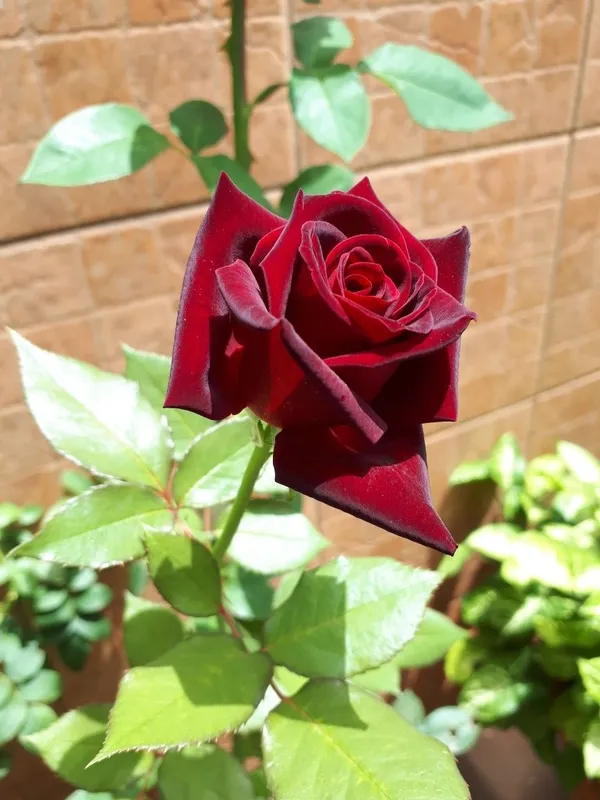 Gorgeous_Maroon_Rose_Fast-Growing_Plant_(1.5-3.5_Ft_Height)_Premium_Nursery-Grown_Plant_for_Home_&_Garden