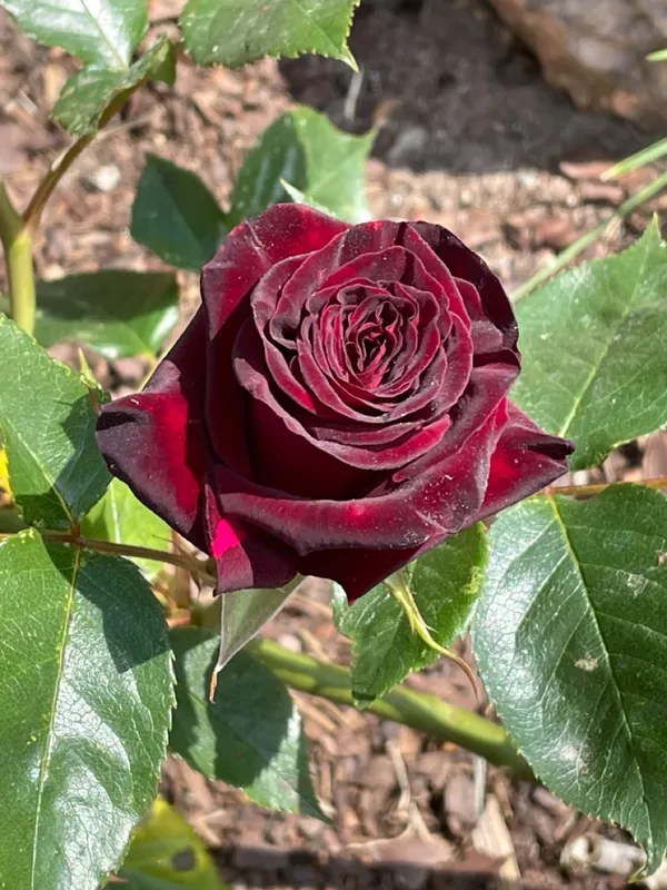 Gorgeous_Maroon_Rose_Fast-Growing_Plant_(1.5-3.5_Ft_Height)_Premium_Nursery-Grown_Plant_for_Home_&_Garden