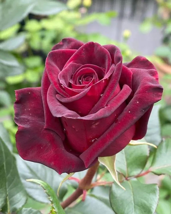 Gorgeous_Maroon_Rose_Fast-Growing_Plant_(1.5-3.5_Ft_Height)_Premium_Nursery-Grown_Plant_for_Home_&_Garden
