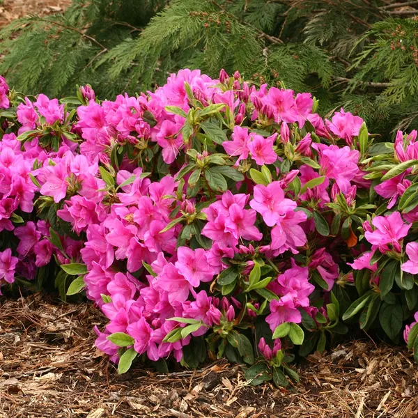 Gorgeous_Pink_Azalea_Flowering_Plant_&_Tree_For_Shrub/Bush/Home_Decor/Garden_(1.5-3.5_Ft_Plant_Hight)_Pack_Of_1