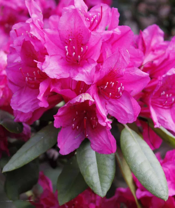 Gorgeous_Pink_Azalea_Flowering_Plant_&_Tree_For_Shrub/Bush/Home_Decor/Garden_(1.5-3.5_Ft_Plant_Hight)_Pack_Of_1