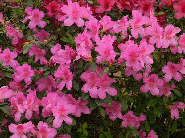 Gorgeous_Pink_Azalea_Flowering_Plant_&_Tree_For_Shrub/Bush/Home_Decor/Garden_(1.5-3.5_Ft_Plant_Hight)_Pack_Of_1