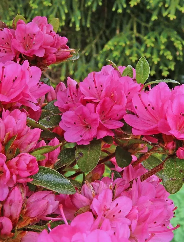 Gorgeous_Pink_Azalea_Flowering_Plant_&_Tree_For_Shrub/Bush/Home_Decor/Garden_(1.5-3.5_Ft_Plant_Hight)_Pack_Of_1