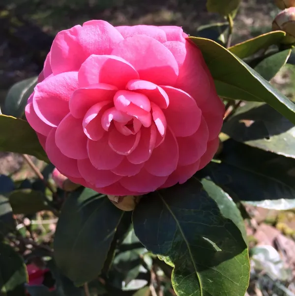 Gorgeous_Pink_Camellia_Flowering_Plant_&_Tree_(Pack_Of_1)_For_Enhance_Your_Home_/Garden_Beauty