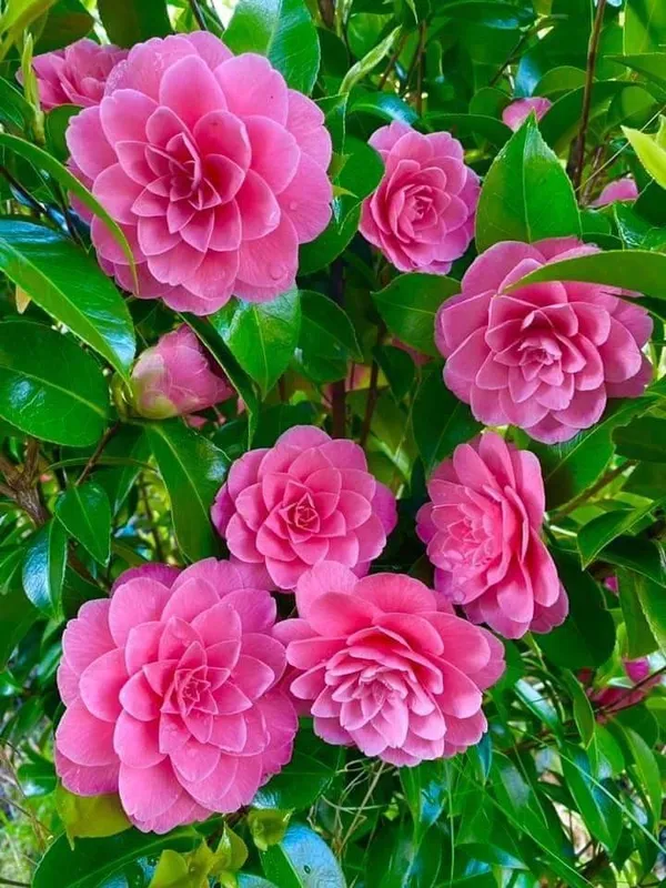 Gorgeous_Pink_Camellia_Flowering_Plant_&_Tree_(Pack_Of_1)_For_Enhance_Your_Home_/Garden_Beauty
