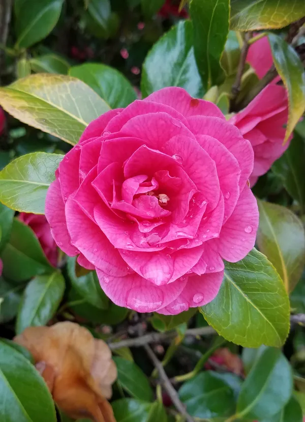 Gorgeous_Pink_Camellia_Flowering_Plant_&_Tree_(Pack_Of_1)_For_Enhance_Your_Home_/Garden_Beauty