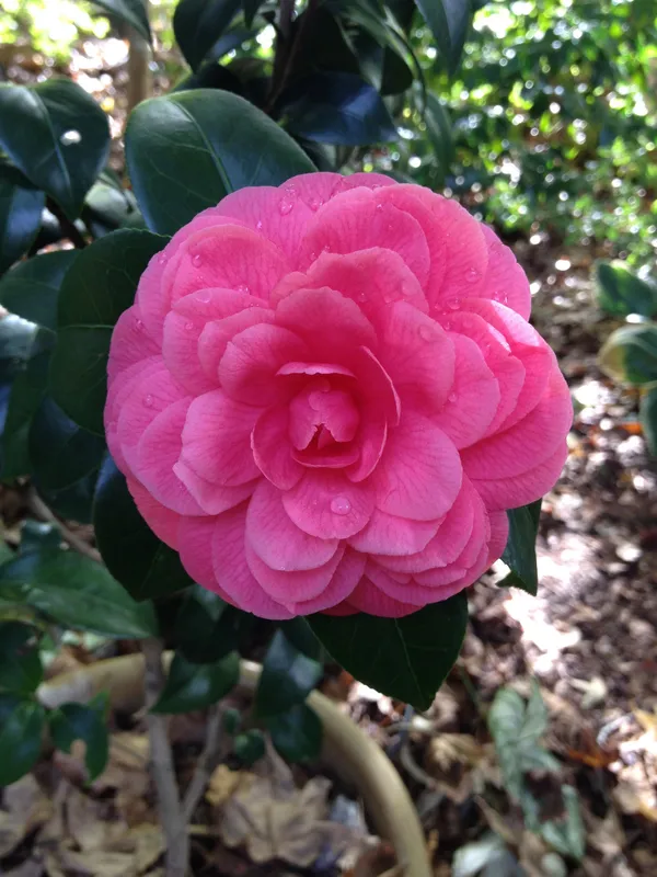 Gorgeous_Pink_Camellia_Flowering_Plant_&_Tree_(Pack_Of_1)_For_Enhance_Your_Home_/Garden_Beauty