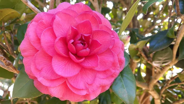 Gorgeous_Pink_Camellia_Flowering_Plant_&_Tree_(Pack_Of_1)_For_Enhance_Your_Home_/Garden_Beauty