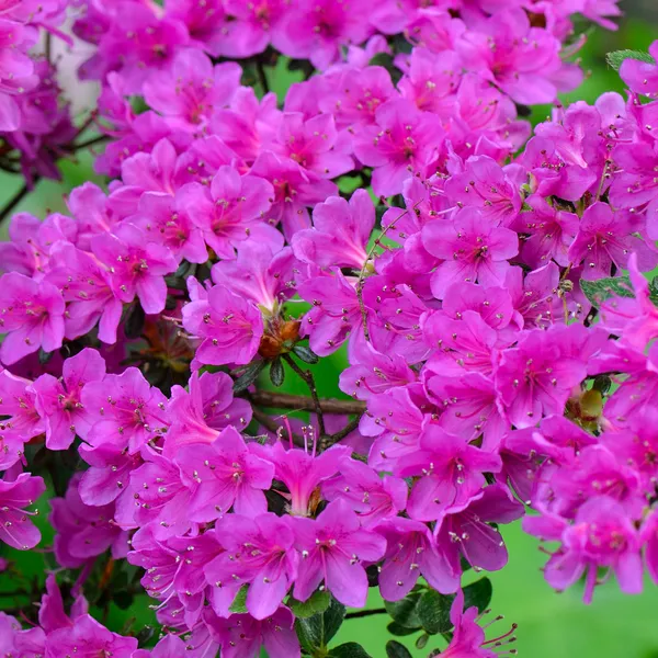 Gorgeous_Purple_Azalea_Flower_Original_Plant_&_Tree_For_Shrub/Bush/Home_Garden_Decor_(1.5-3.5_Ft_Height)_Pack_Of_1
