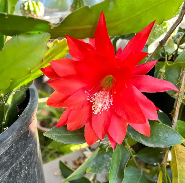 Gorgeous_Red_Brahma_Kamal_Flowering_Plant_For_Home_Garden/Indoor_Plant/House_Plant_(Hybrid,_Pack_Of_1)