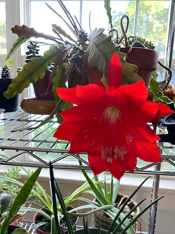 Gorgeous_Red_Brahma_Kamal_Flowering_Plant_For_Home_Garden/Indoor_Plant/House_Plant_(Hybrid,_Pack_Of_1)