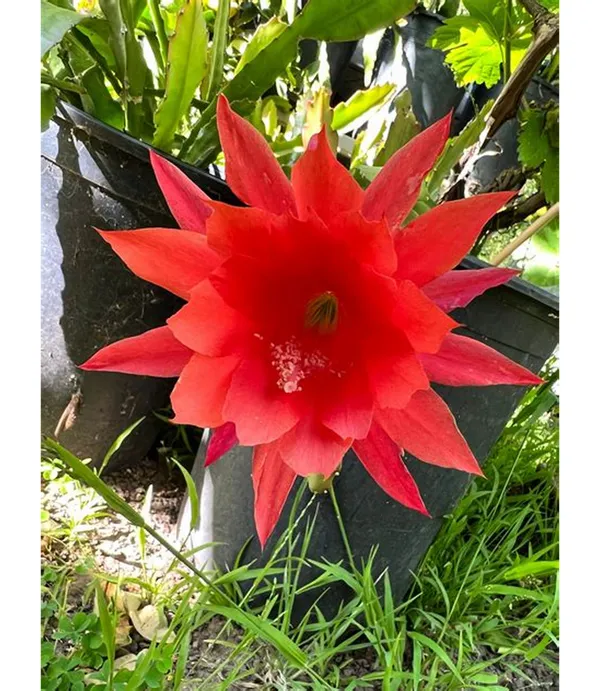Gorgeous_Red_Brahma_Kamal_Flowering_Plant_For_Home_Garden/Indoor_Plant/House_Plant_(Hybrid,_Pack_Of_1)