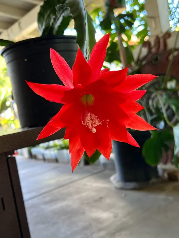 Gorgeous_Red_Brahma_Kamal_Flowering_Plant_For_Home_Garden/Indoor_Plant/House_Plant_(Hybrid,_Pack_Of_1)