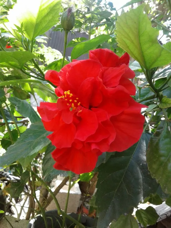 Gorgeous_Red_Hibiscus_(Double_Patel)_Flowering_Plant_&_Tree_For_Home_Garden,_Pack_Of_1