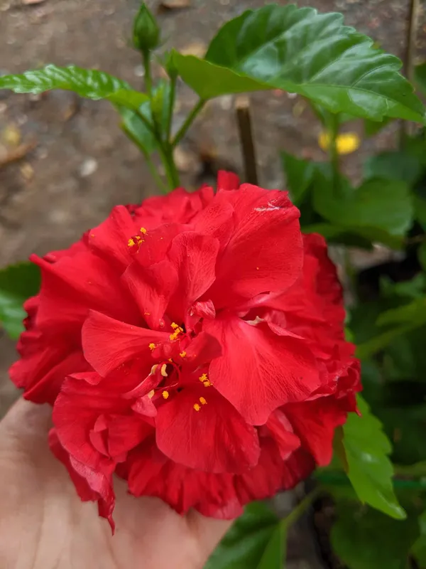 Gorgeous_Red_Hibiscus_(Double_Patel)_Flowering_Plant_&_Tree_For_Home_Garden,_Pack_Of_1