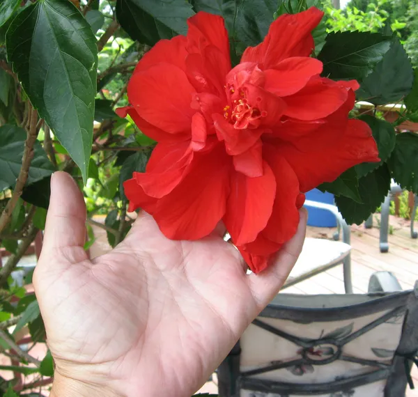 Gorgeous_Red_Hibiscus_(Double_Patel)_Flowering_Plant_&_Tree_For_Home_Garden,_Pack_Of_1